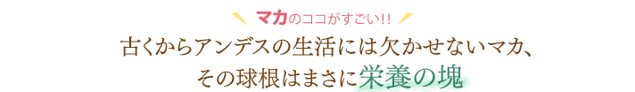 マカのココがすごい！！古くからアンデスの生活には欠かせないマカ、その球根はまさに栄養の塊